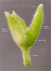  Calyx (2-lipped)